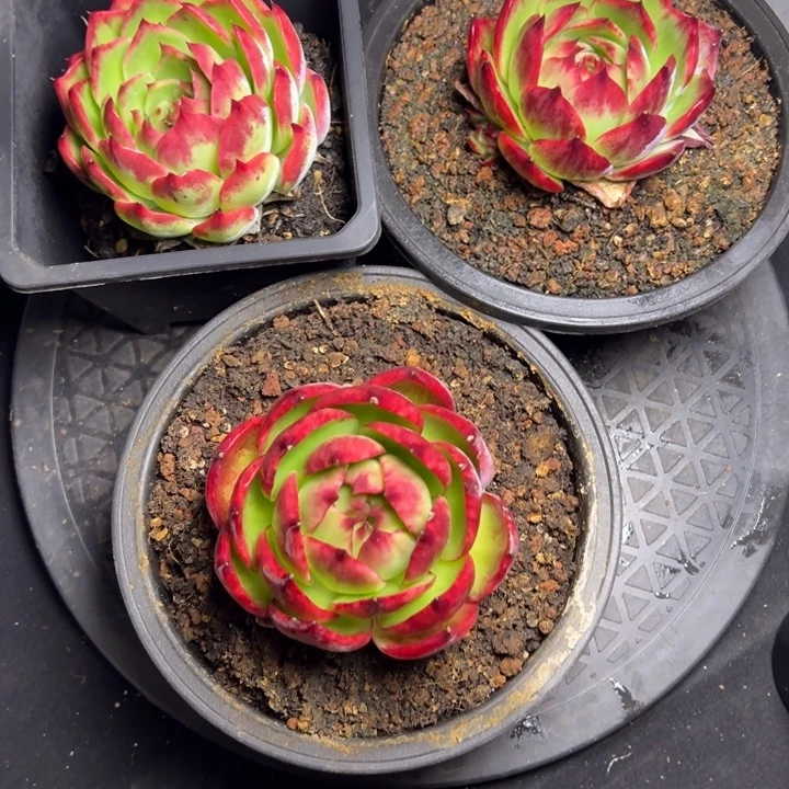 下播福利三颗惊鸿仙子