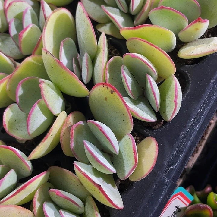 小白眉2.8带土发