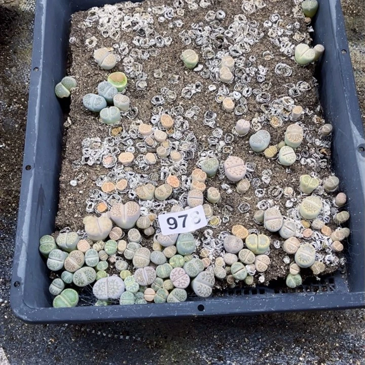 978脱土生石花一物一图如图