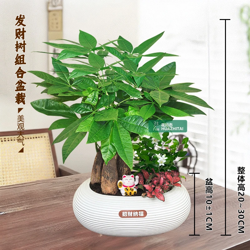 【发财树组合盆栽】绿植九里香（20~30CM）办公桌面盆栽好养常青