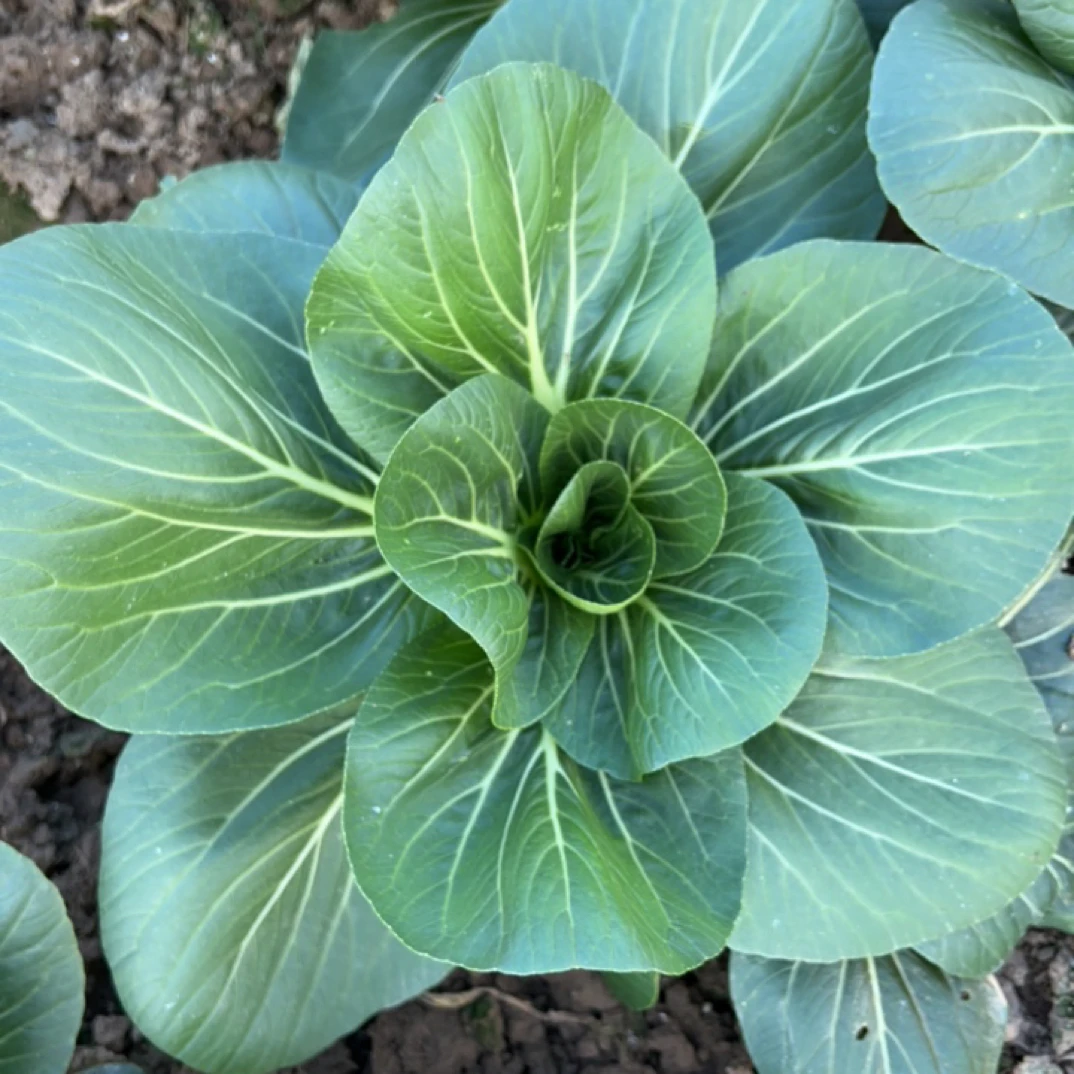 绿色新鲜蔬菜露天上霜打冻喜欢吃青菜做法粥苏州青菜汤烧香菇青菜