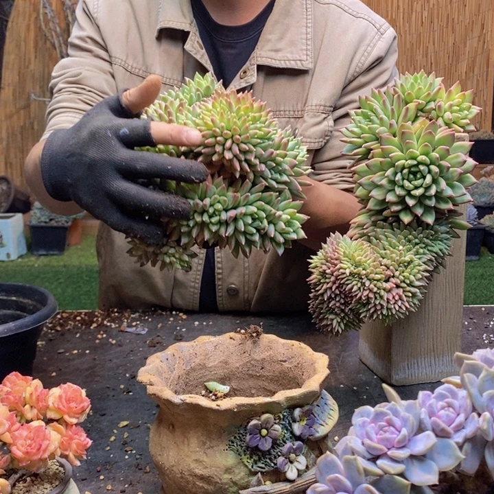 以***北124号松露美人多肉植物