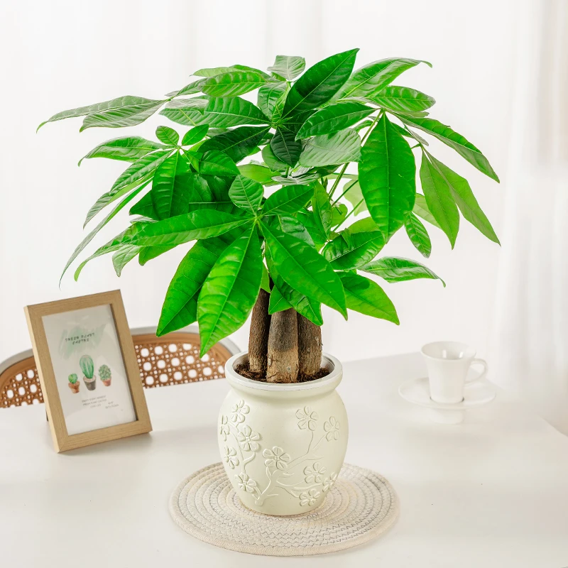 【新款梅花盆】三杆发财树客厅款绿植室内开业招财植物四季常青好养