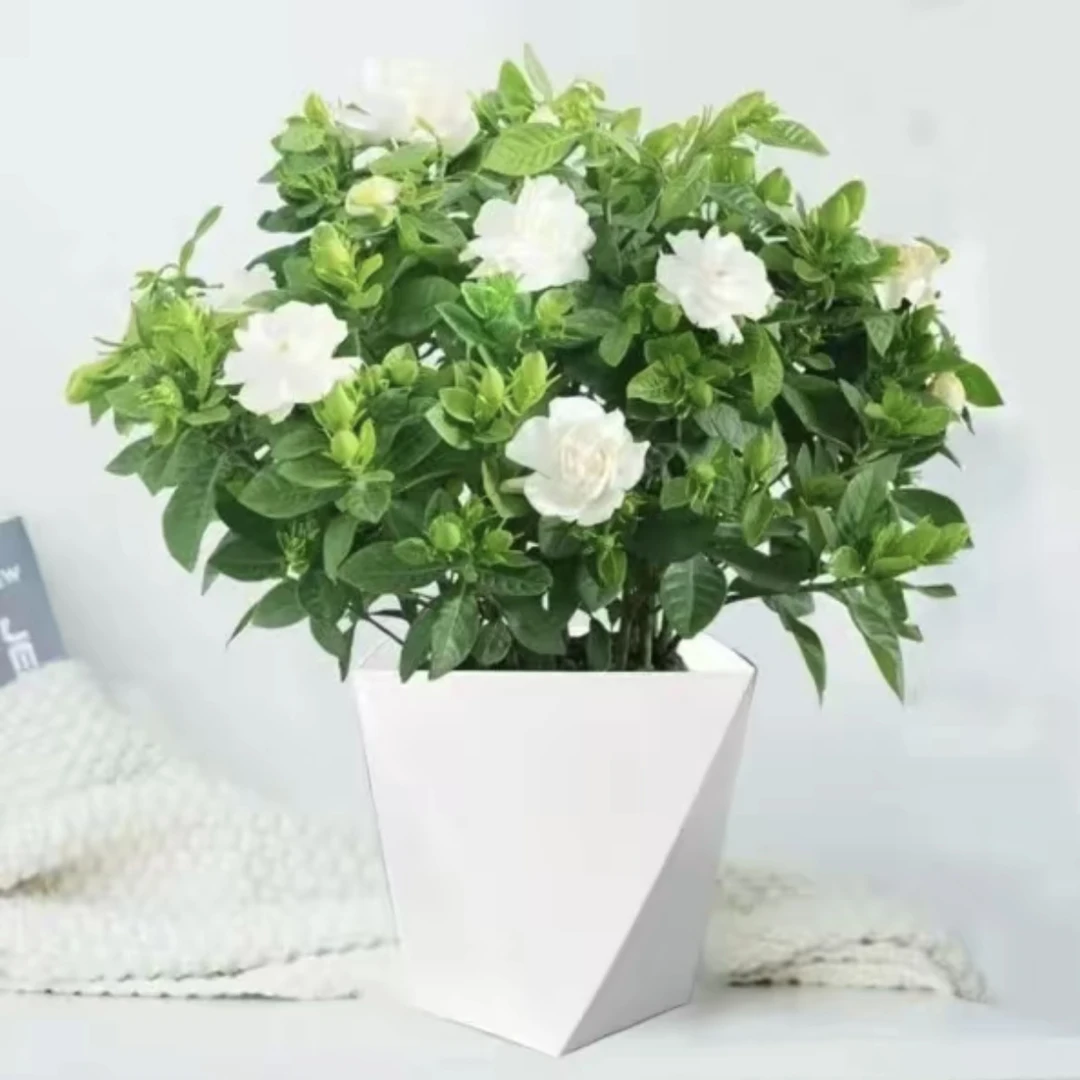 【栀子花+pp白色菱形盆】盆栽室内春秋季开花土栽浓香净化空气质量