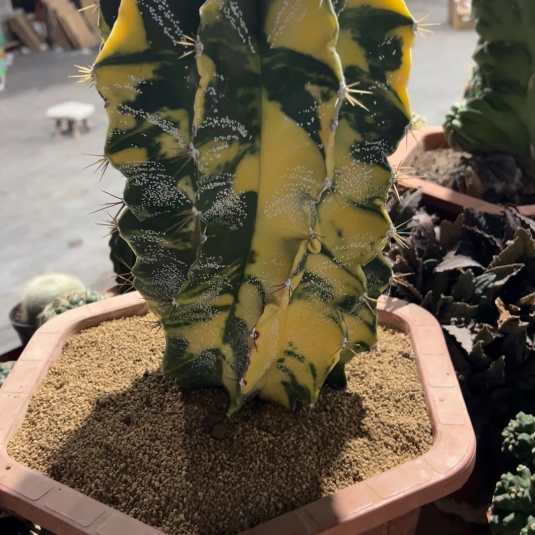 实生仙人球般若锦