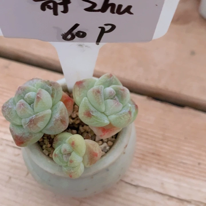 静zhu带盆土发冰玉