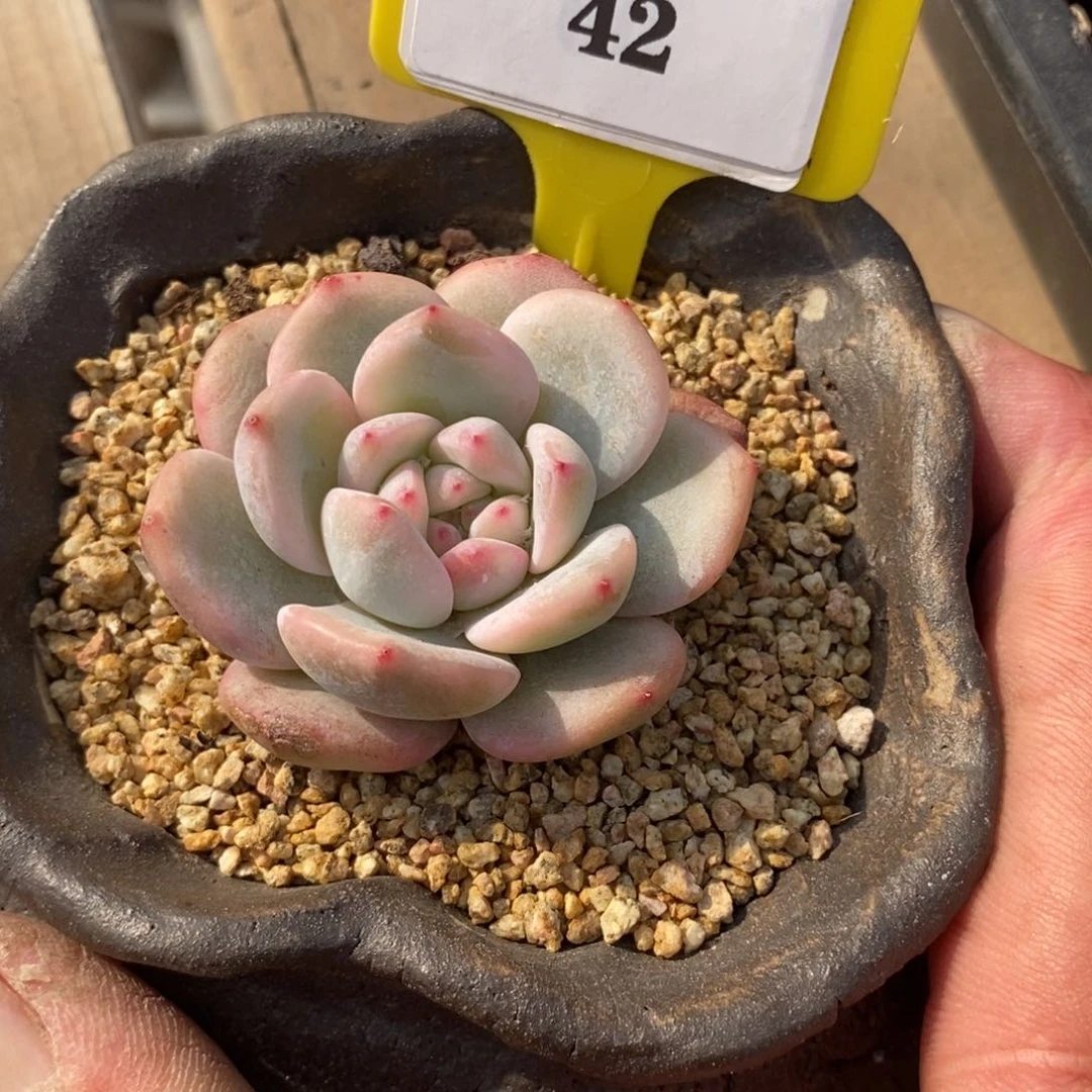 天***942星影多肉植物……