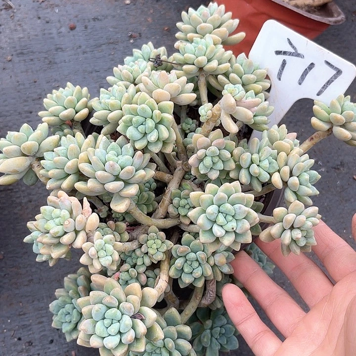 晨语多肉，一物一拍17
