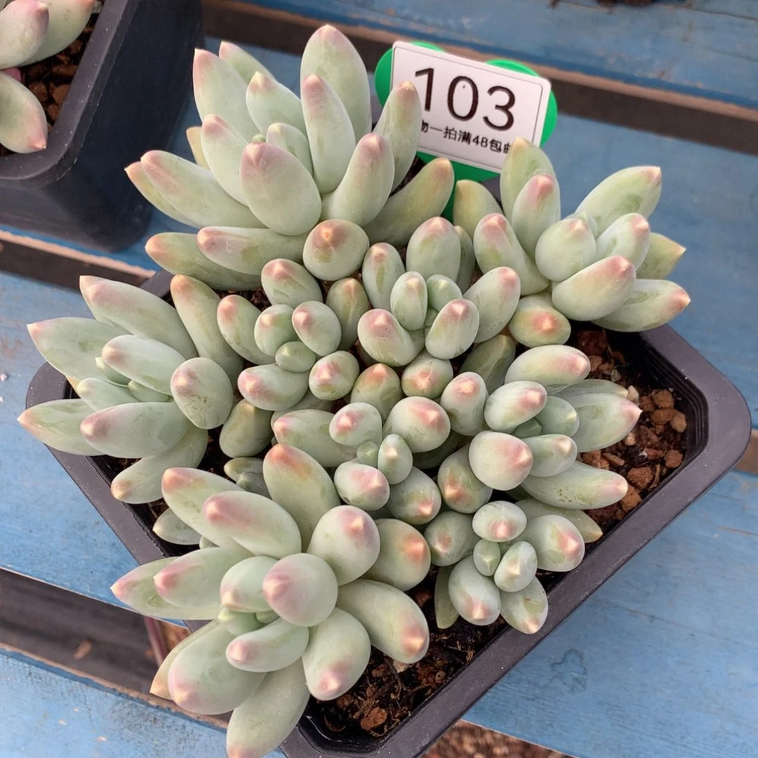 松果美人老桩平头103