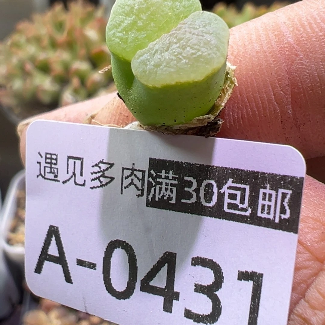多肉植物1111111111111