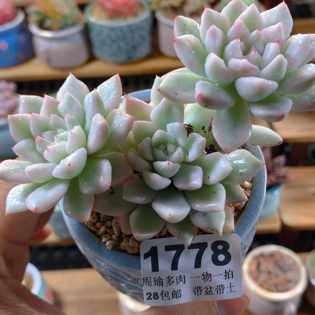 精控多肉植物1778
