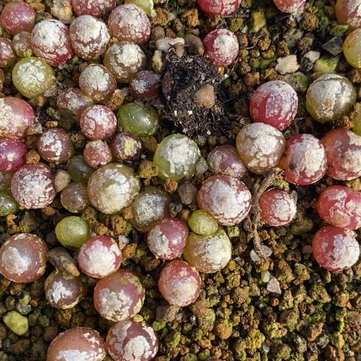 小灯泡2颗一组一组