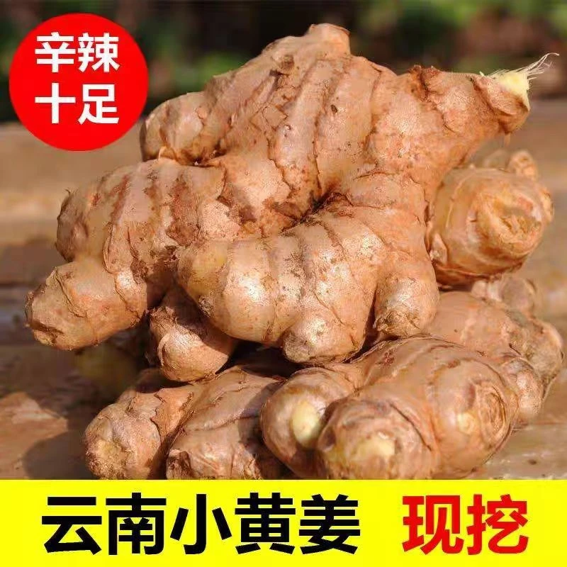 【辛辣】正宗云南小黄姜现挖生姜老姜土姜大姜新鲜1/3/5/9斤包邮