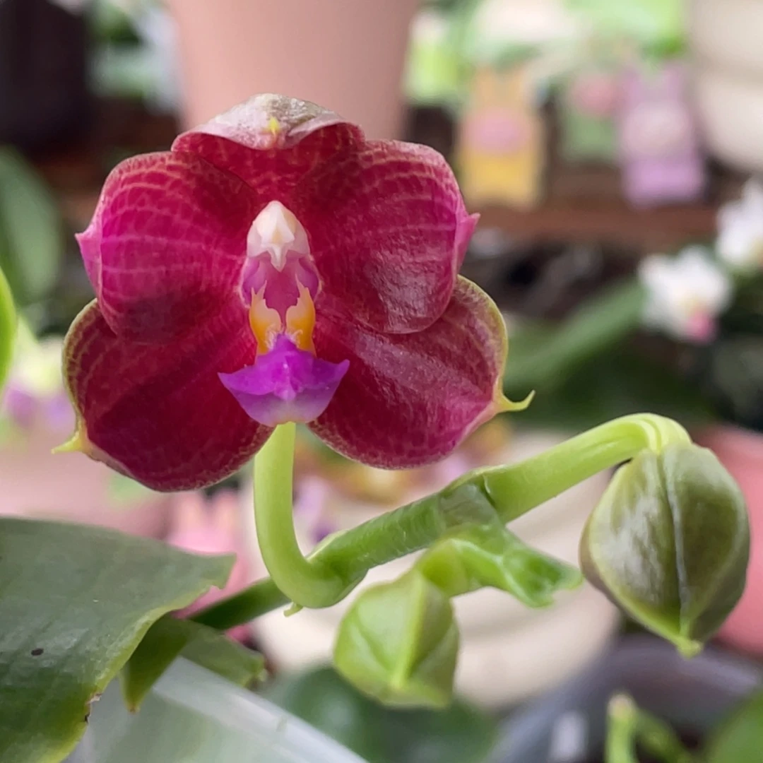 大部分开放少量花苞4.5爪哇交快乐惊喜