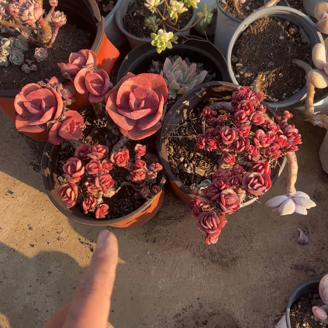 小叶玫瑰秀妍两盆多头