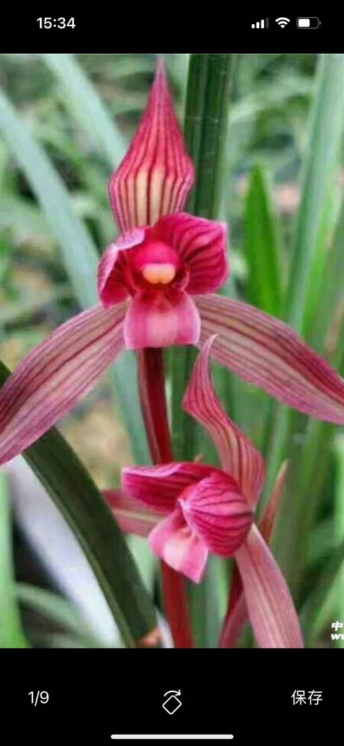 春剑 都江红素 带花苞3苗草脱盆裸根发货