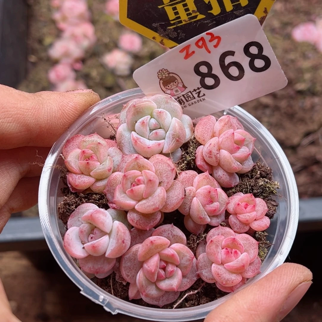 多肉植物多肉植物