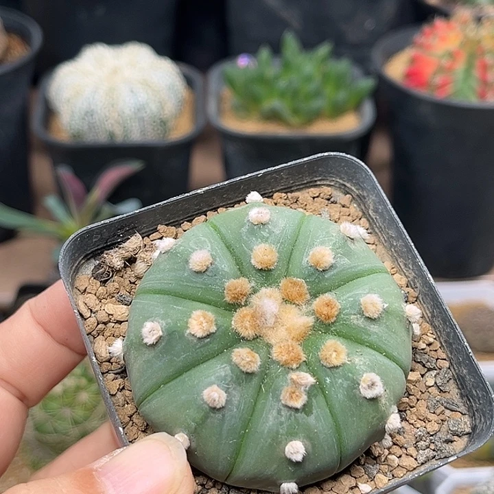 无花朵紫花琉璃兜实生球一颗