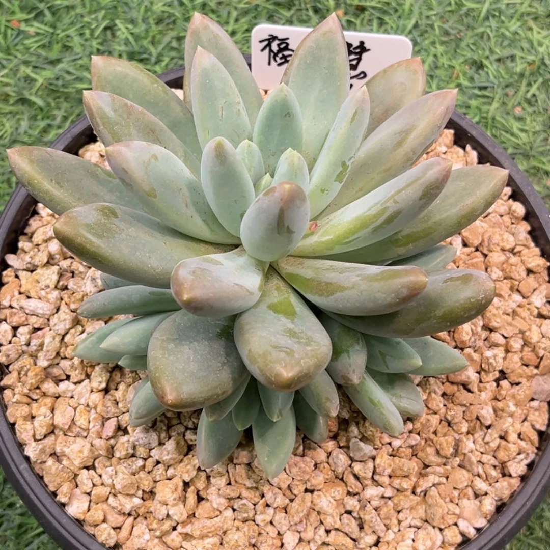 福*慧慧姐哥特寄养多肉植物