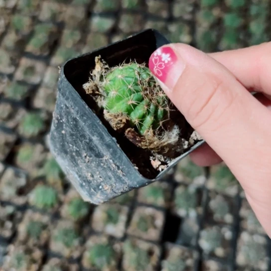 下5小丽花根斑2一3公分左右20包邮