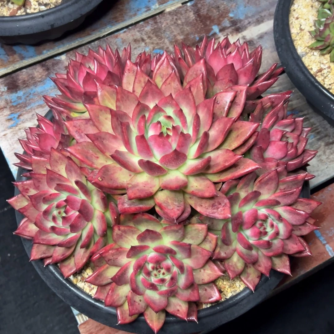 多肉植物一物一拍（93号）