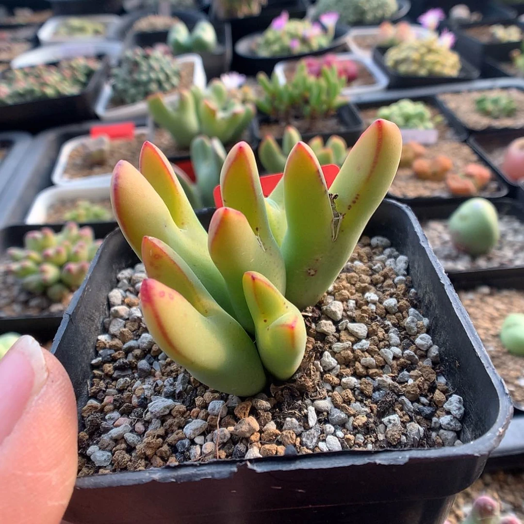 【闪购商品】2-19-17 少将一群特50