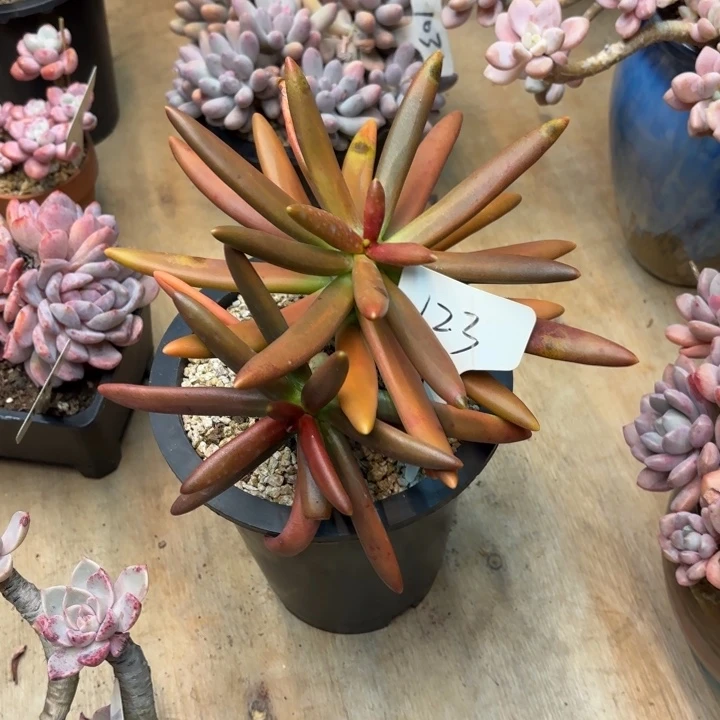 多肉植物，椰子树123号