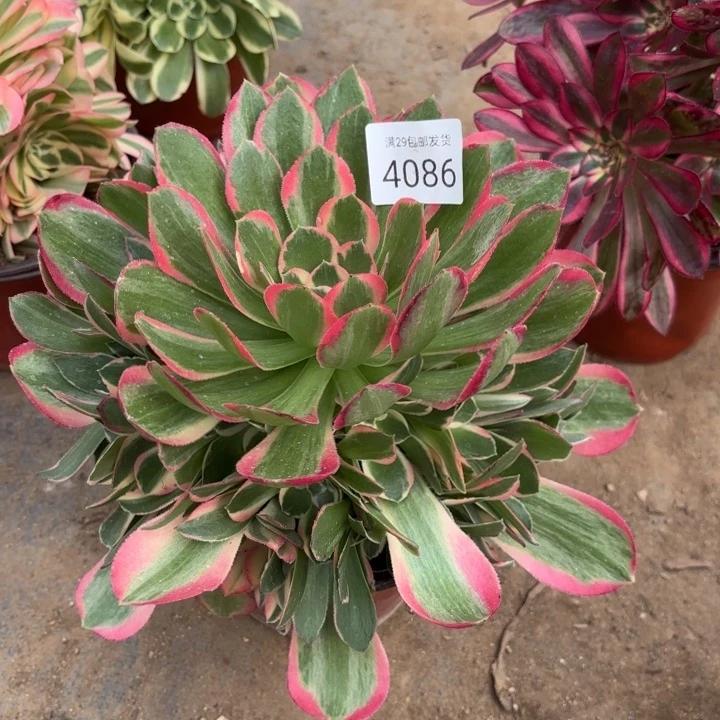 妖月多肉法师4086