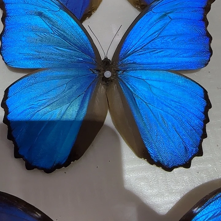 温***言大蓝闪蝶蝴蝶标本专拍带框