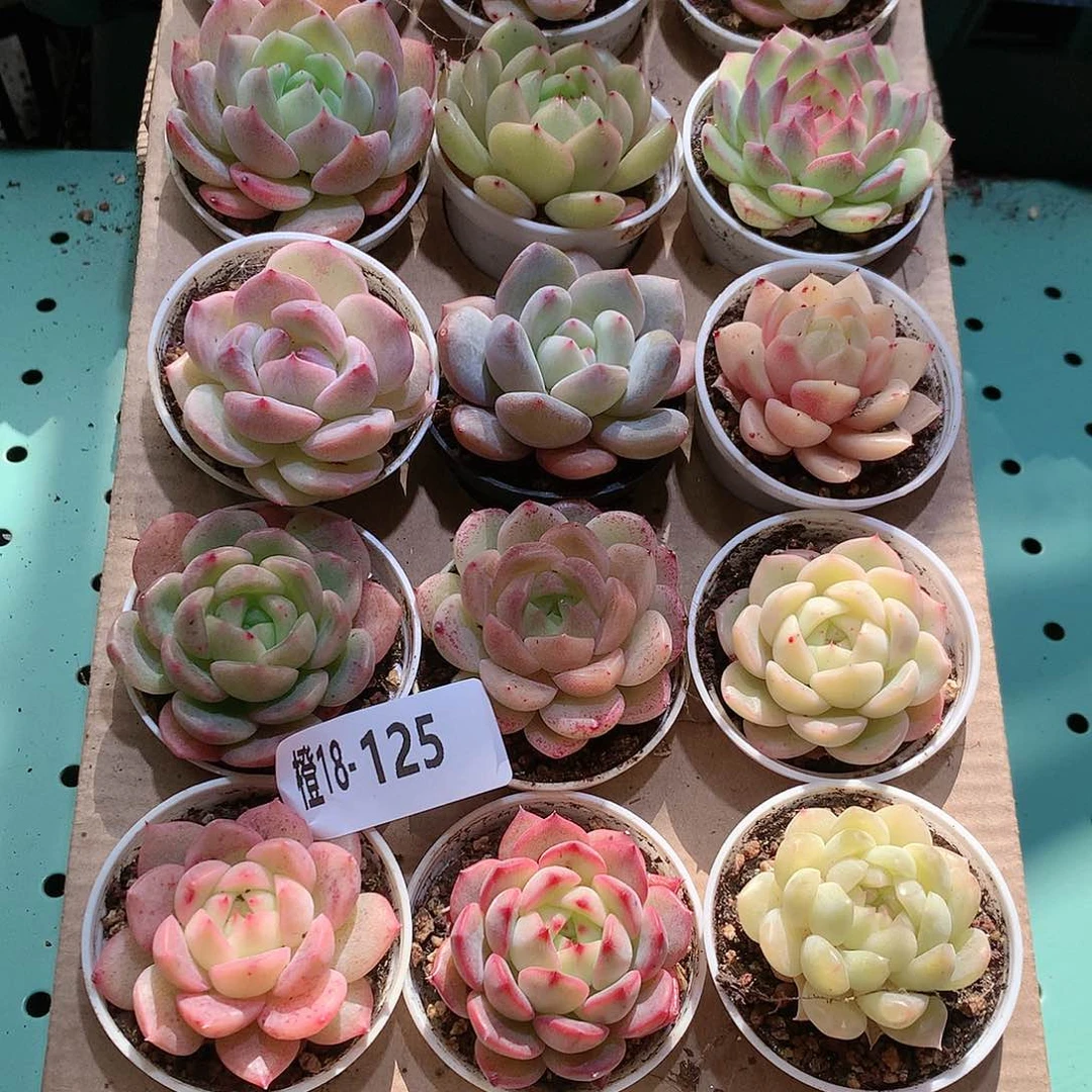 18-125一物一拍带盆18颗。