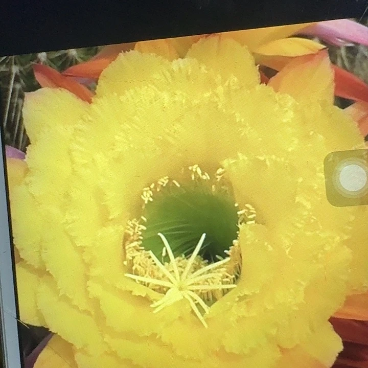 公主侧芽5公分左右毛花柱（20包邮）
