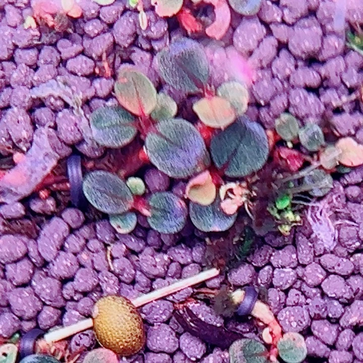 无花朵福利辣椒榕红脉麒麟