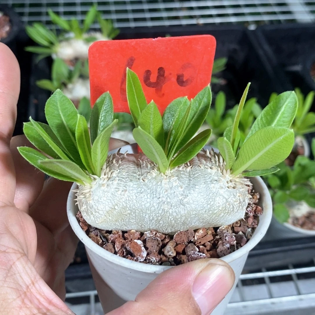 惠比须笑多肉植物