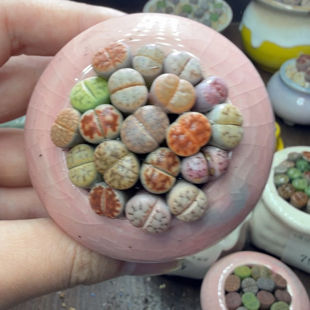 多肉葡萄的味道也793