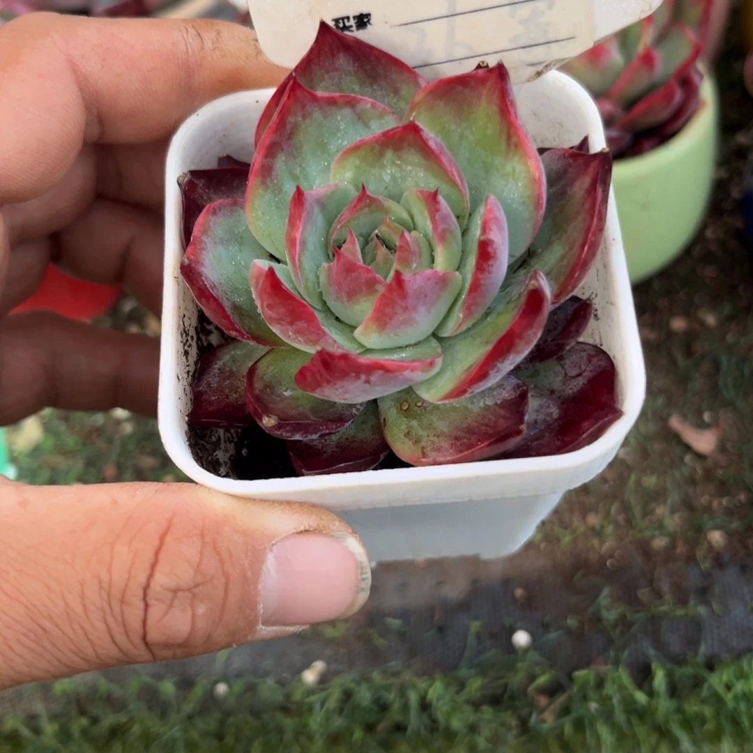 惊鸿一瞥610岁少女