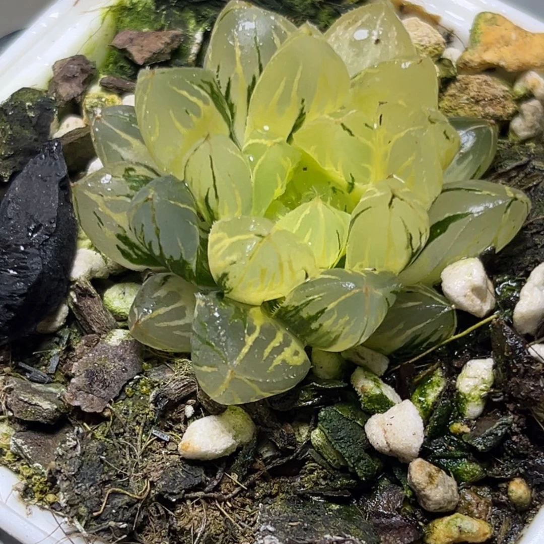 十二卷多肉植物2956日出