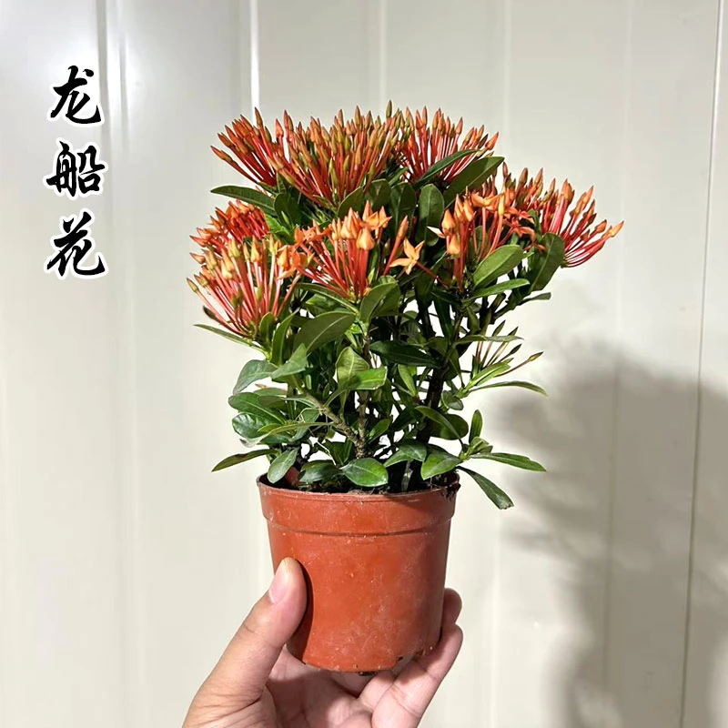【精品带花苞】小叶龙船花 原土原盆