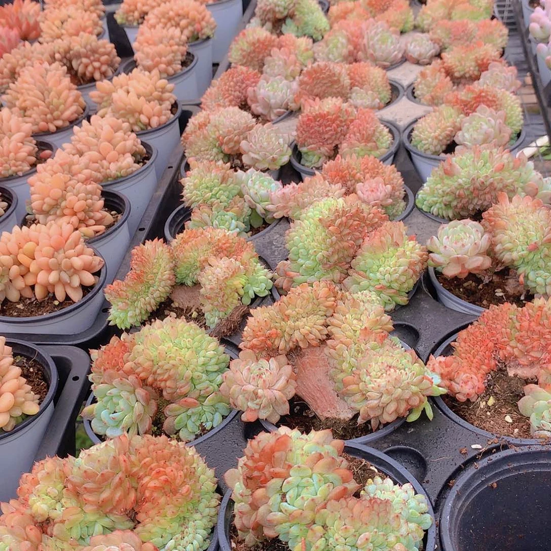 白胖子缀化356778888999