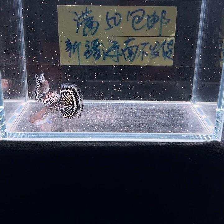 孔雀鱼雪豹半月尾