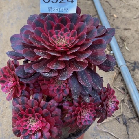 黑桐多肉多肉肉6524