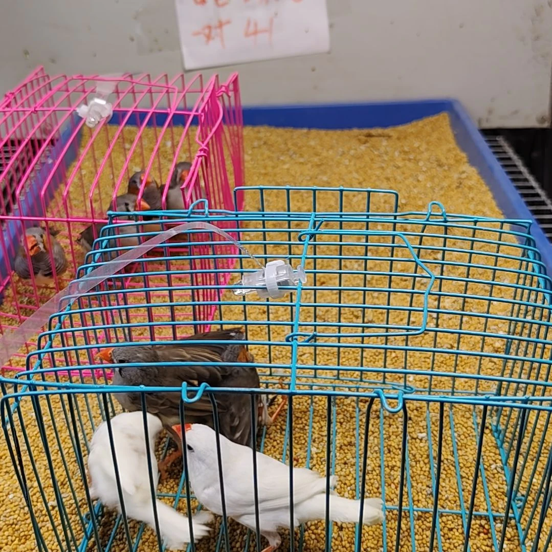 平***）珍珠鸟灰色断尾一对加白色杂毛一对
