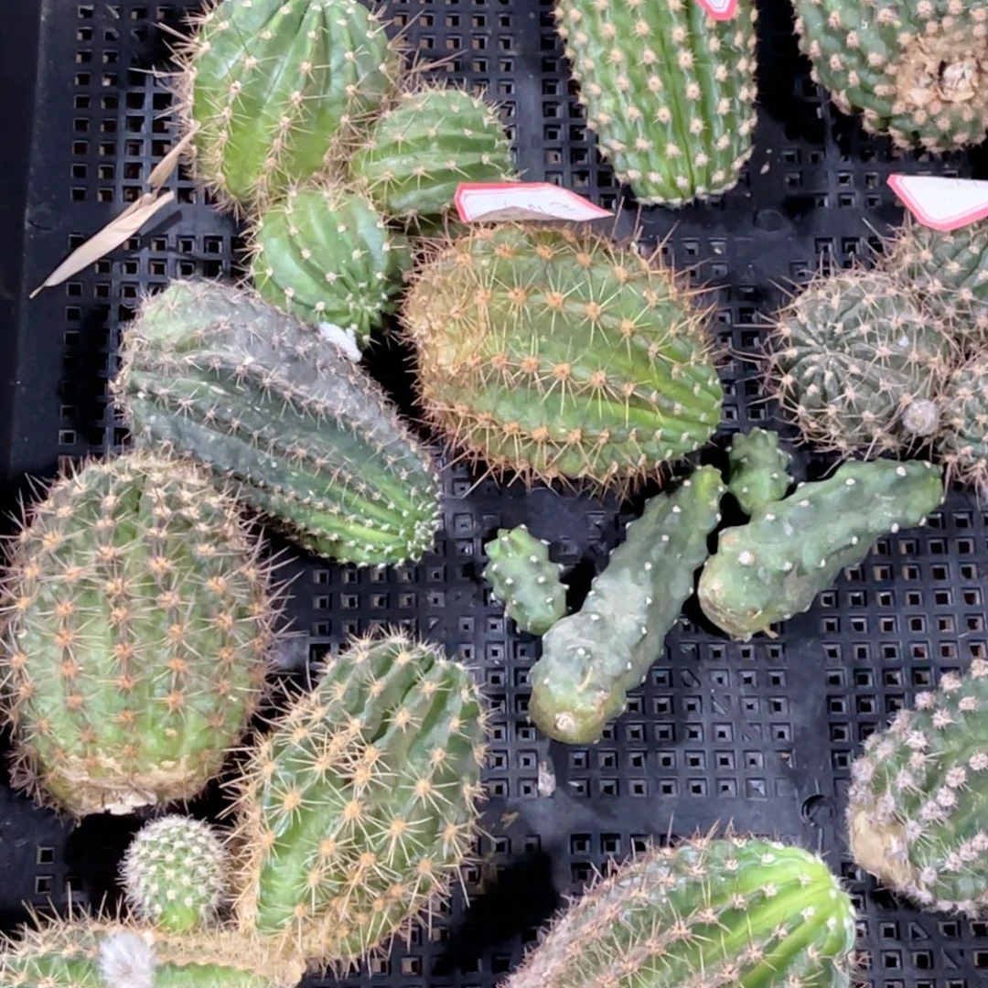 溪***水彩草 毛花柱 丽花 侧芽 歪 满20包邮12个