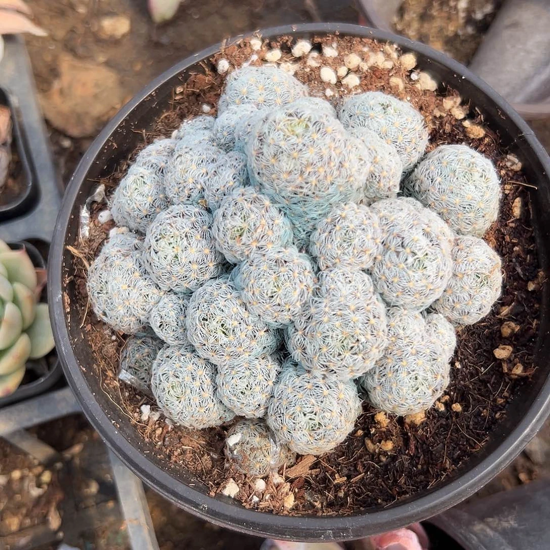 多肉植物杜威丸群