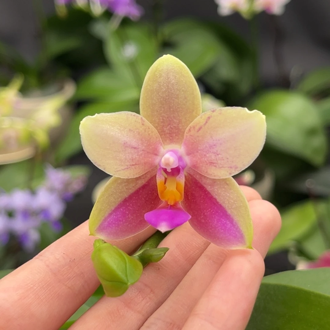 完全开放2.5寸1111111开花株