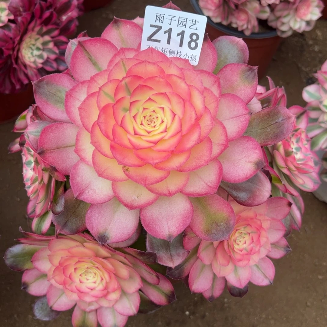 118荔枝尺寸23左右特价处理