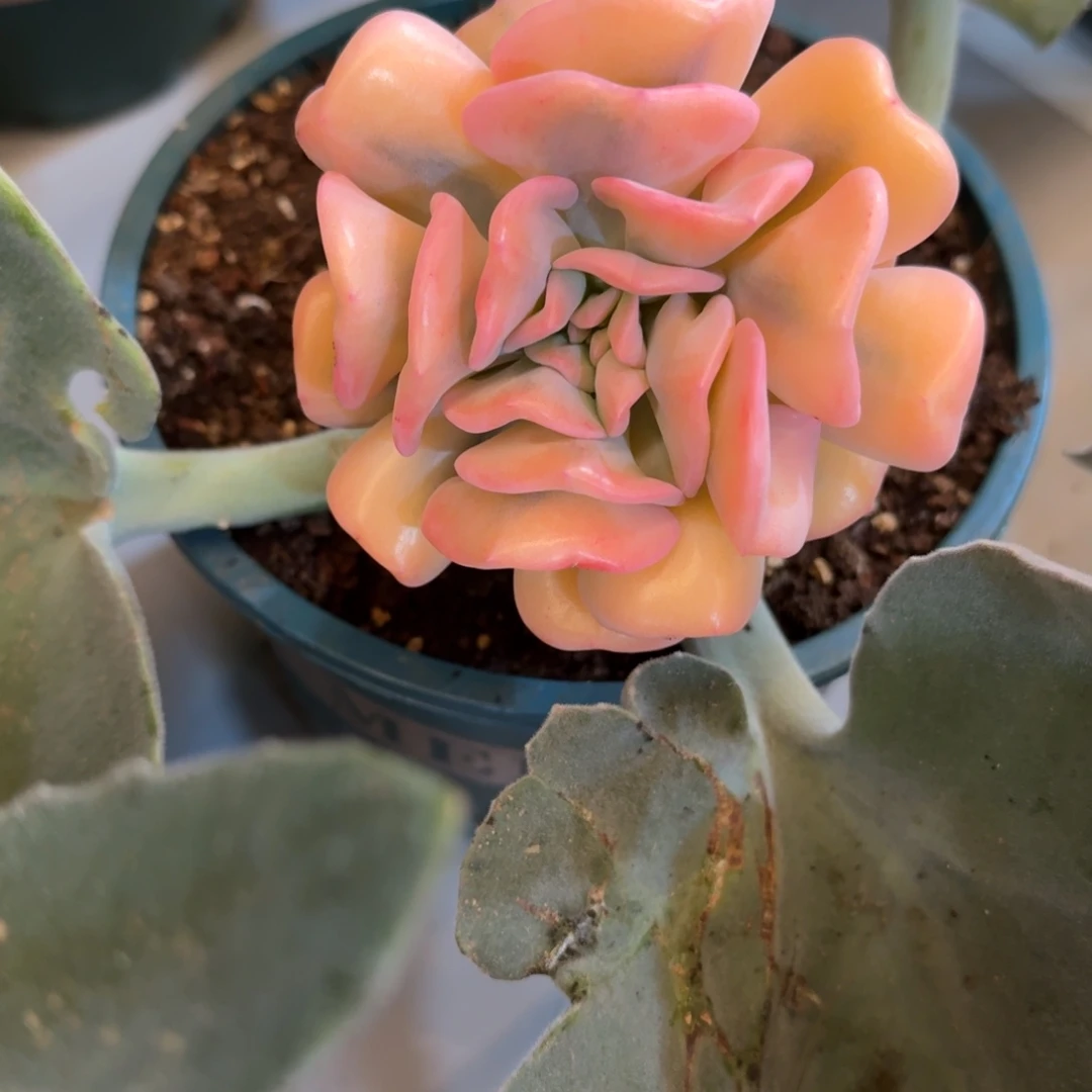 雪精灵 安吉园艺锦