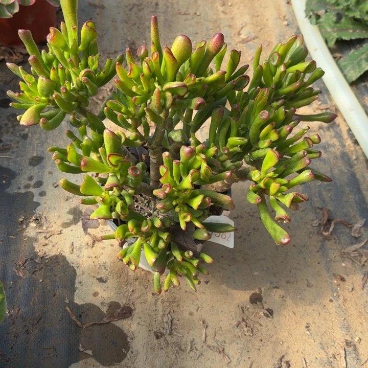 吸财树多肉法师5582