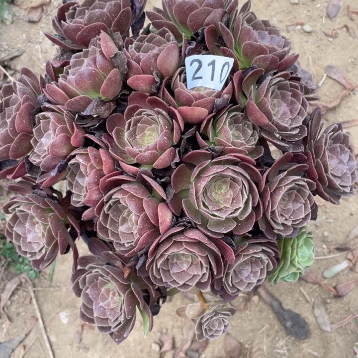 丫***单无花朵210多肉植物赤焰莲补价