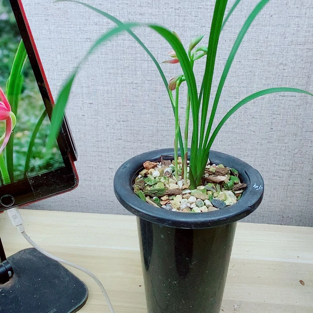 当前无花栽培后可以开花仙