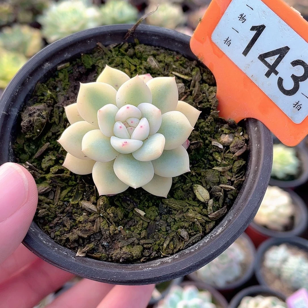 梦露宽锦143号多肉植物